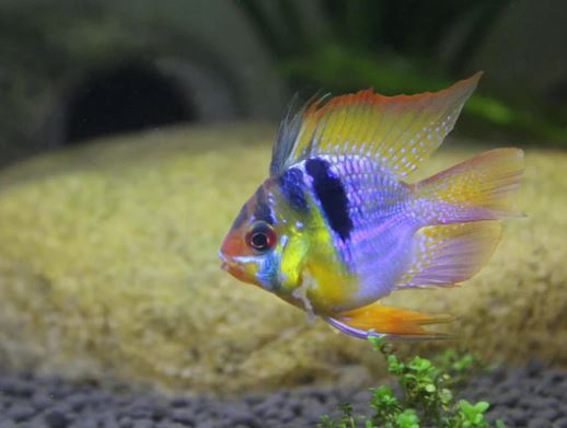 Blue Balloon Ram