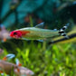 Rummynose Tetra size S