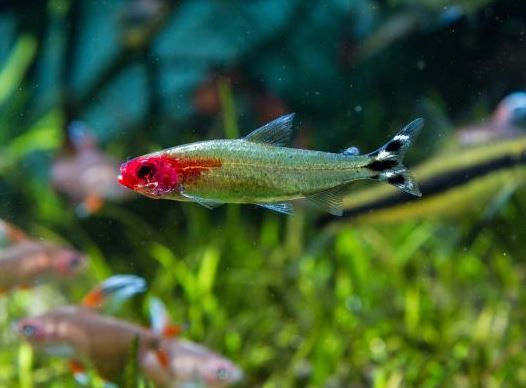 Rummynose Tetra size S