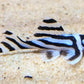 Zebra Pleco 1.0"-1.5"