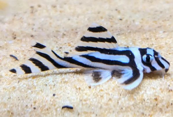 Zebra Pleco 1.0"-1.5"