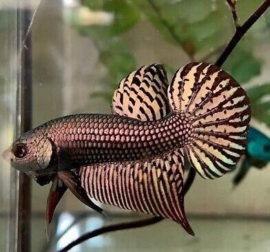 Alien Samurai Betta