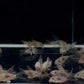 Hifin Aeneus Cory