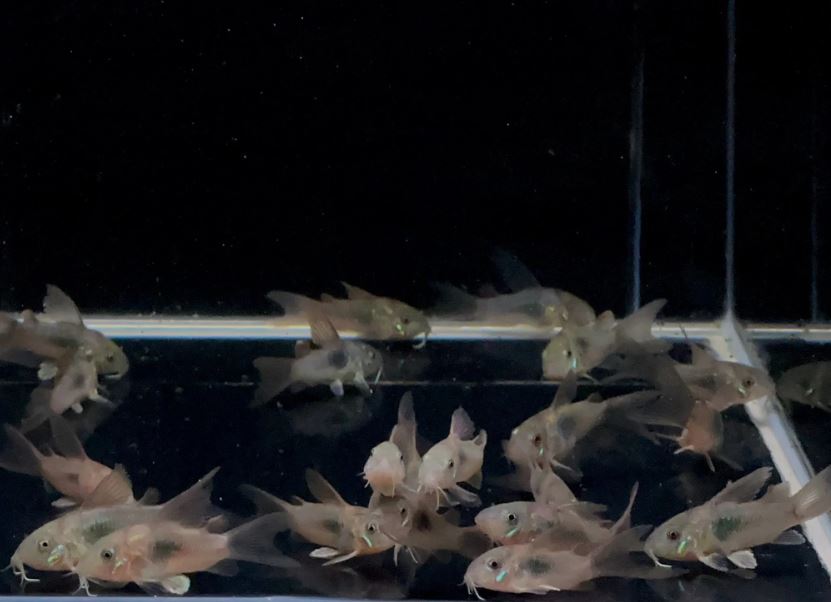 Hifin Aeneus Cory