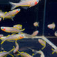 Forktail Rainbow (Large)