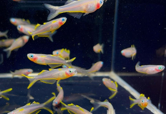 Forktail Rainbow (Large)