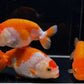 Assorted Ranchu Goldfish - 3"