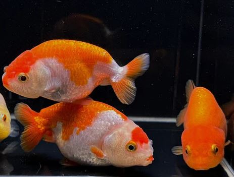 Assorted Ranchu Goldfish - 3"