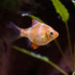 Albino Tiger Barb