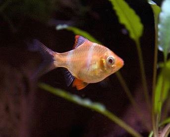 Albino Tiger Barb