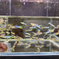 Japanese Lyretail Guppy Males