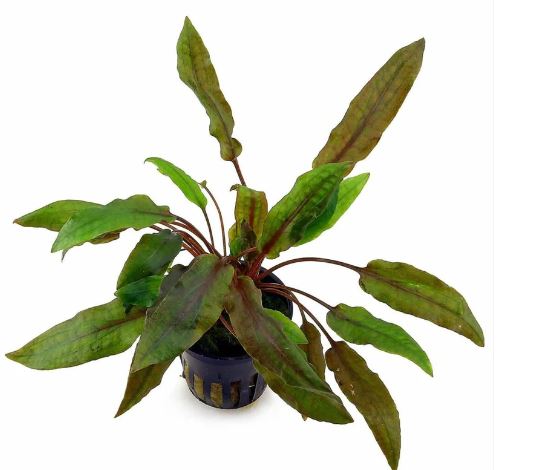 Cryptocoryne affinis Red Pot Live Aquarium Plants