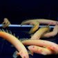 Albino Bichir