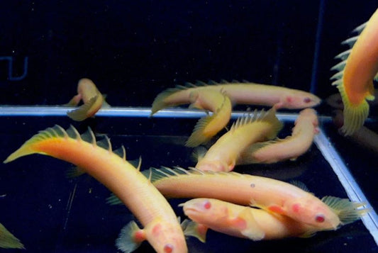 Albino Bichir