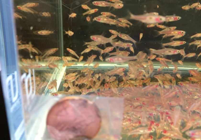 Chili Rasbora