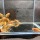 Calico Bushynose Pleco (1.0" to 1.5")