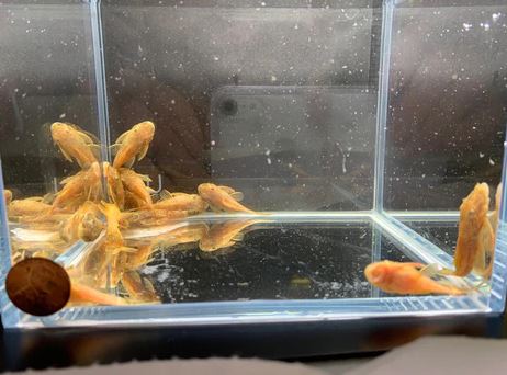 Calico Bushynose Pleco (1.0" to 1.5")