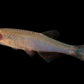 Danio Rose