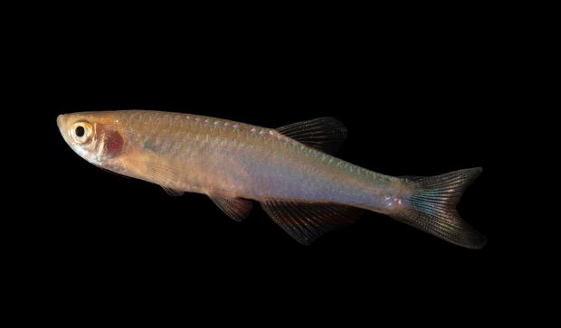 Danio Rose