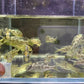 Venustus