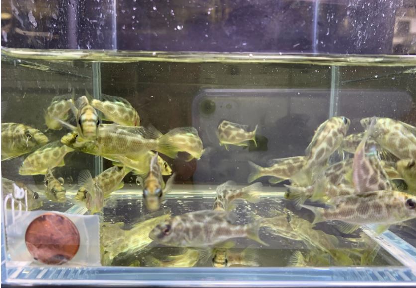Venustus