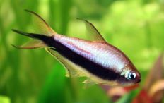 8 Emperor Tetra
