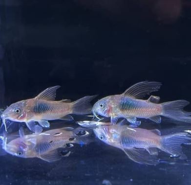 Hifin Aeneus Cory