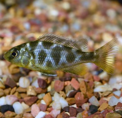 Venustus