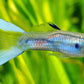 Japanese Lyretail Guppy Males