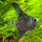 Leopard Angelfish