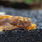 Calico Bushynose Pleco (1.0" to 1.5")