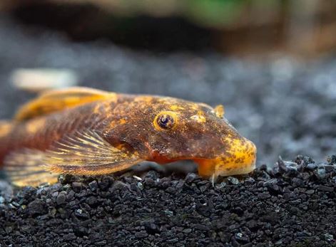 Calico Bushynose Pleco (1.0" to 1.5")