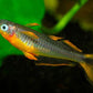Forktail Rainbow (Large)