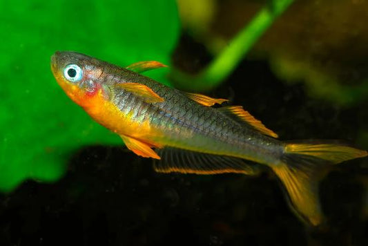 Forktail Rainbow (Large)