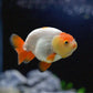 Assorted Ranchu Goldfish - 3"