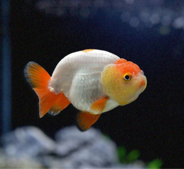 Assorted Ranchu Goldfish - 3"