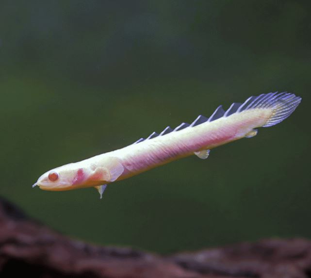 Albino Bichir