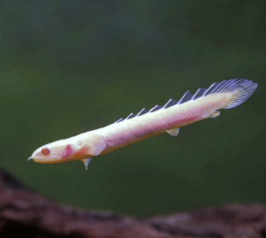 Albino Bichir