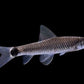 Silver Flying Fox