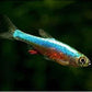 Blue Neon Rasbora