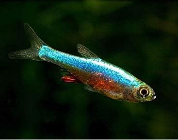 Blue Neon Rasbora