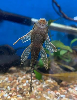 Longfin Bushy Nose Pleco 2"