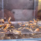 Fiddler Crab