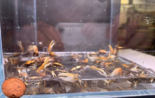 Fiddler Crab