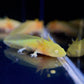 Assorted Hybrid Albino & Gold Axolotl