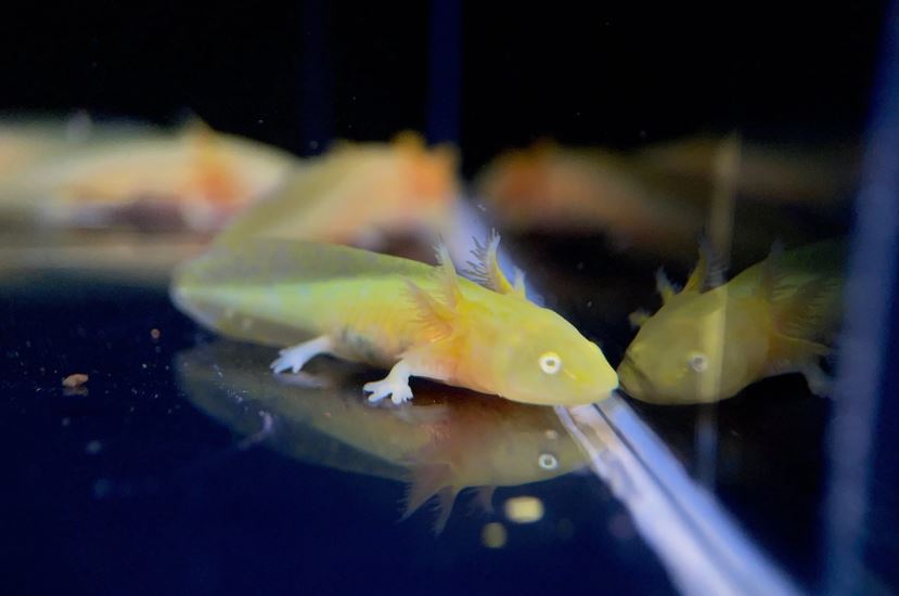 Assorted Hybrid Albino & Gold Axolotl