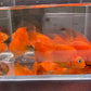 Persimmon Parrot (Grade A)