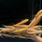 Gold Chinese Algae Eater