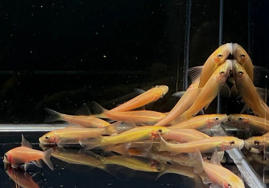Gold Chinese Algae Eater