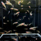 Red Neon Blue Eye Rainbow Fish